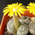 Lithops hermetica