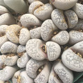 Lithops herrei