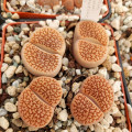 Lithops hookeri