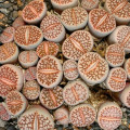 Lithops julii