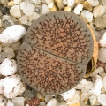 Lithops lesliei