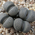 Lithops localis