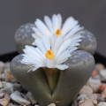 Lithops marmorata