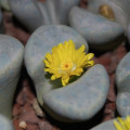 Lithops meyeri