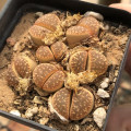 Lithops naureeniae