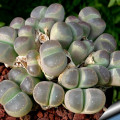 Lithops olivacea