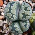 Lithops otzeniana