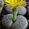 Lithops pseudotruncatella