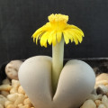 Lithops ruschiorum