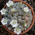 Lithops salicola