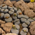 Lithops Schwantesii