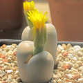 Lithops steineckeana