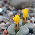 Lithops terricolor