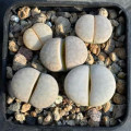 Lithops vallis-mariae