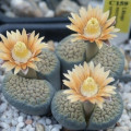 Lithops verruculosa