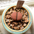 Lithops villetii