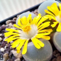 Lithops viridis