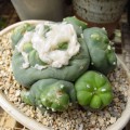 Lophophora Diffusa