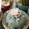 Lophophora Williamsii