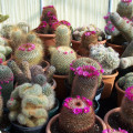 Mammillaria