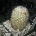 Mammillaria Albicans