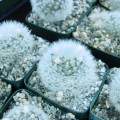 Mammillaria Albicoma