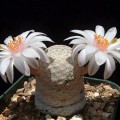 Mammillaria Albiflora