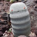 Mammillaria Albilanata
