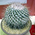 Mammillaria Amajacensis