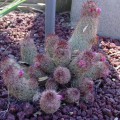 Mammillaria Elongata