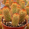 Mammillaria elongata 'Copper King'