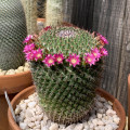 Mammillaria mystax