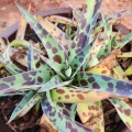 Manfreda maculosa