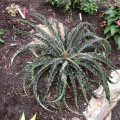 Manfreda undulata 'Chocolate Chips'
