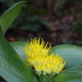 Massonia citrina
