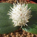 Massonia echinata