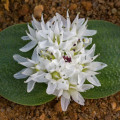 Massonia jasminiflora