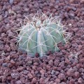 Melocactus Azureus