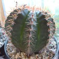 Melocactus Bahiensis