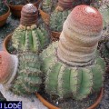 Melocactus Bellavistensis