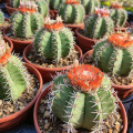 Melocactus matanzanus