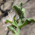 Mesembryanthemum aitonis