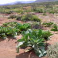 Mesembryanthemum barklyi