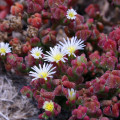 Mesembryanthemum crystallinum