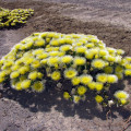 Mesembryanthemum eurystigmatum