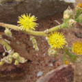 Mesembryanthemum excavatum