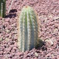 Micranthocereus Dolichospermaticus