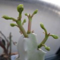 Monadenium Arborescens