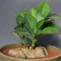 Monadenium Echinulatum