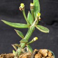 Monadenium Montanum